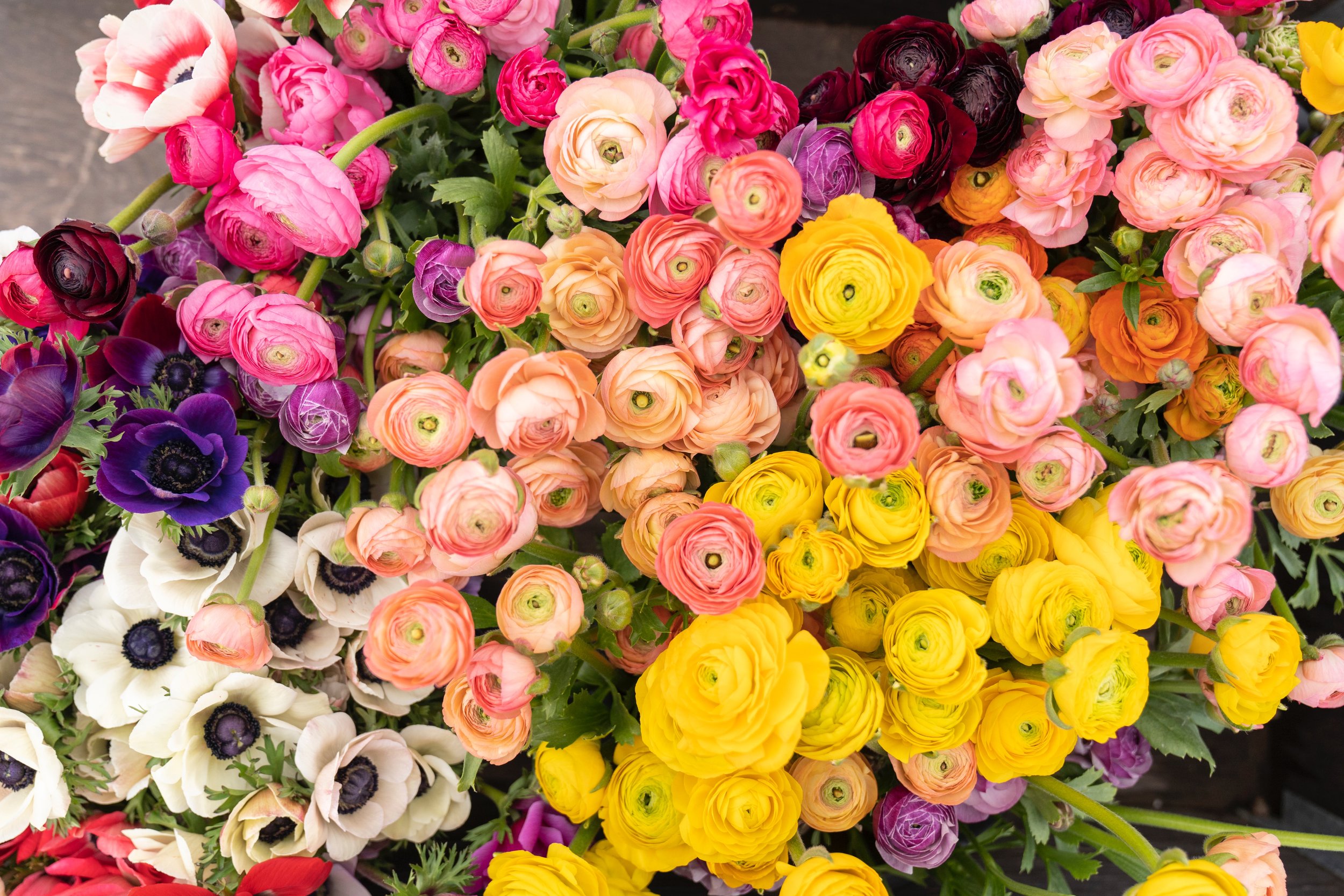 A vibrant assortment of ranunculus flowers in various colors, including pink, orange, yellow, and purple, showcasing their layered petals and lush green foliage. Perfect for floral arrangements and spring decorations.