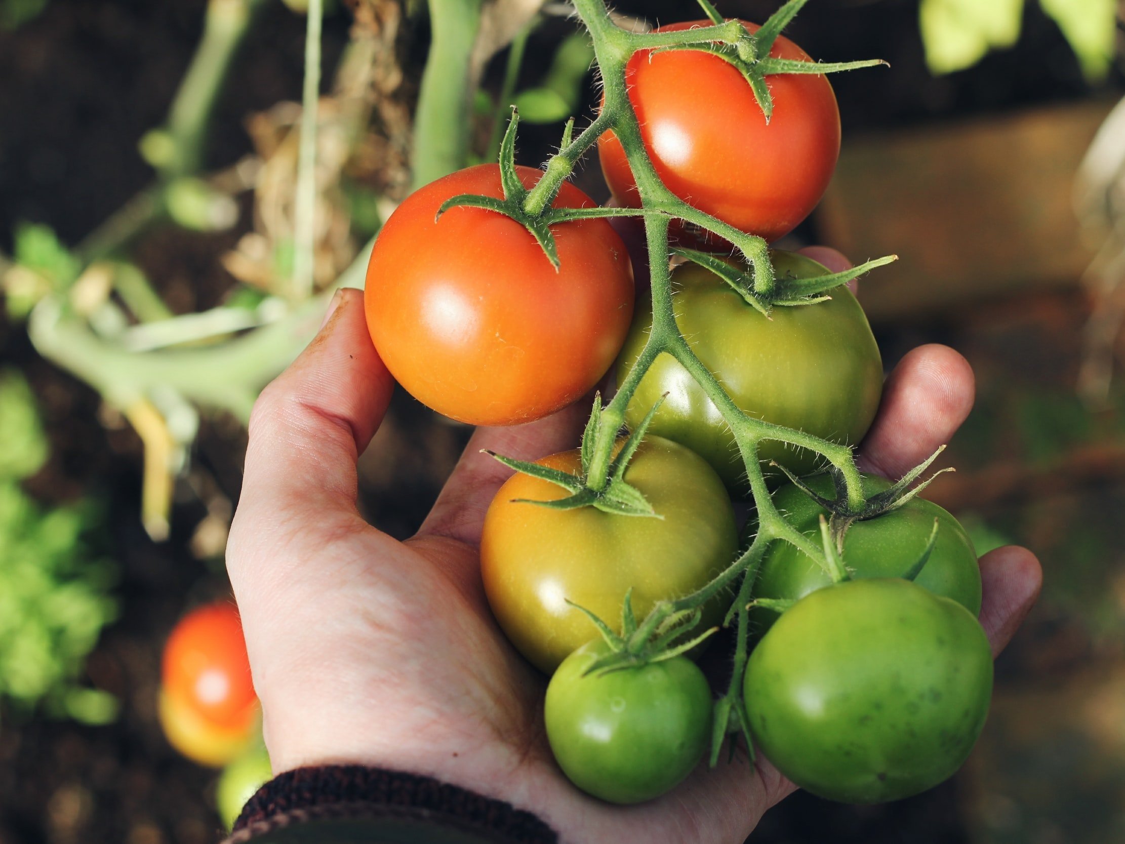 Hand holding a variety of ripe and unripe tomatoes on the vine, showcasing a mix of red, orange, and green colors, set against a blurred garden background.